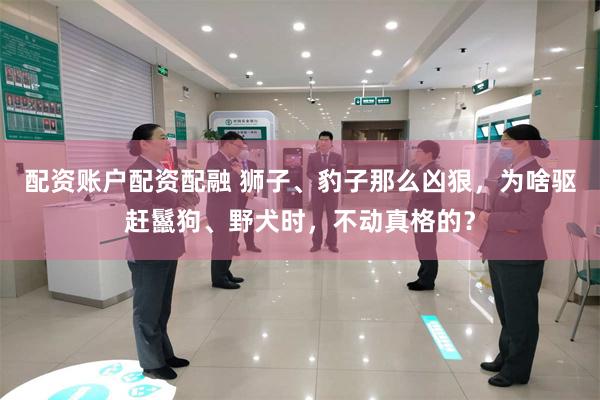 配资账户配资配融 狮子、豹子那么凶狠,为啥驱赶鬣狗、野犬时,不动真格的?